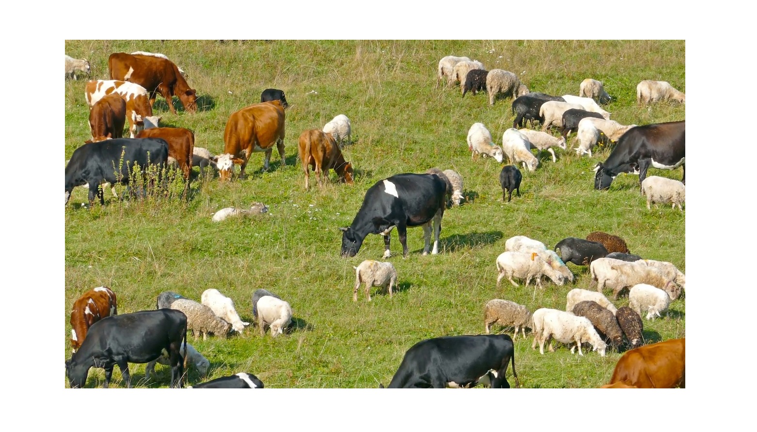 AL MERANDİ BAĞI Döşemealtı Kurbanlık Ve Adaklık Hayvan Satış Hizmeti