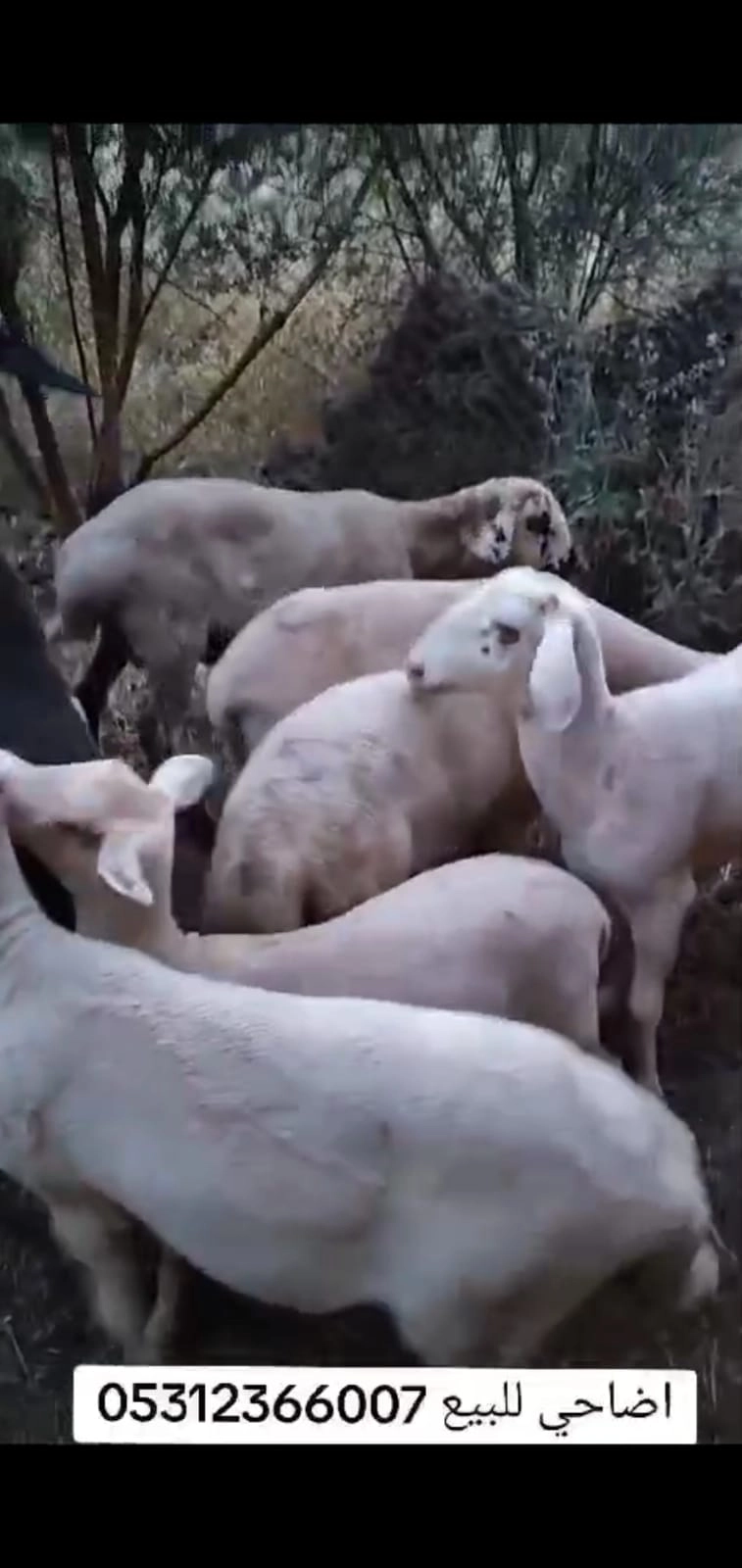 Döşemealtı Büyükbaş Hayvan Satışı