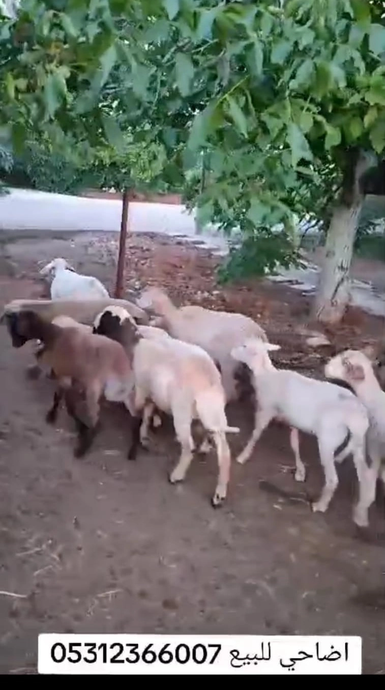 Döşemealtı Küçükbaş Hayvan Satışı