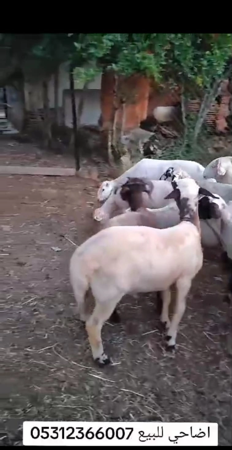 Döşemealtı İnek Satışı