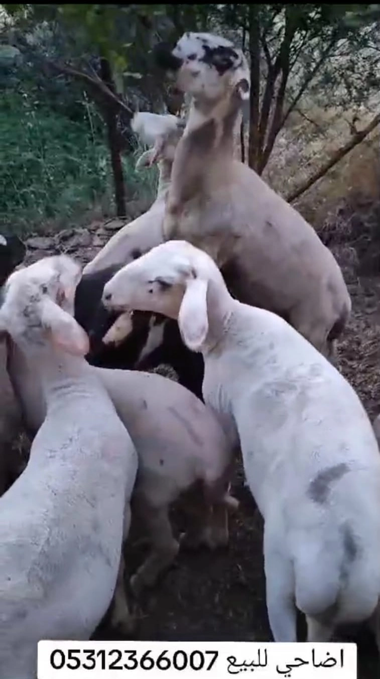 Döşemealtı Koyun Satışı