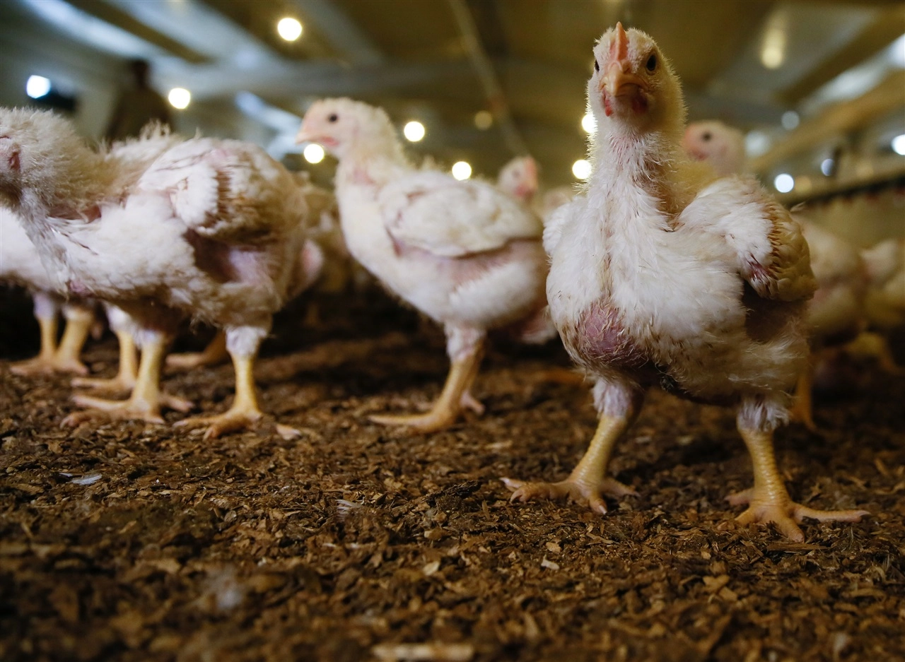 Biga Kanatlı Hayvan Üretimi